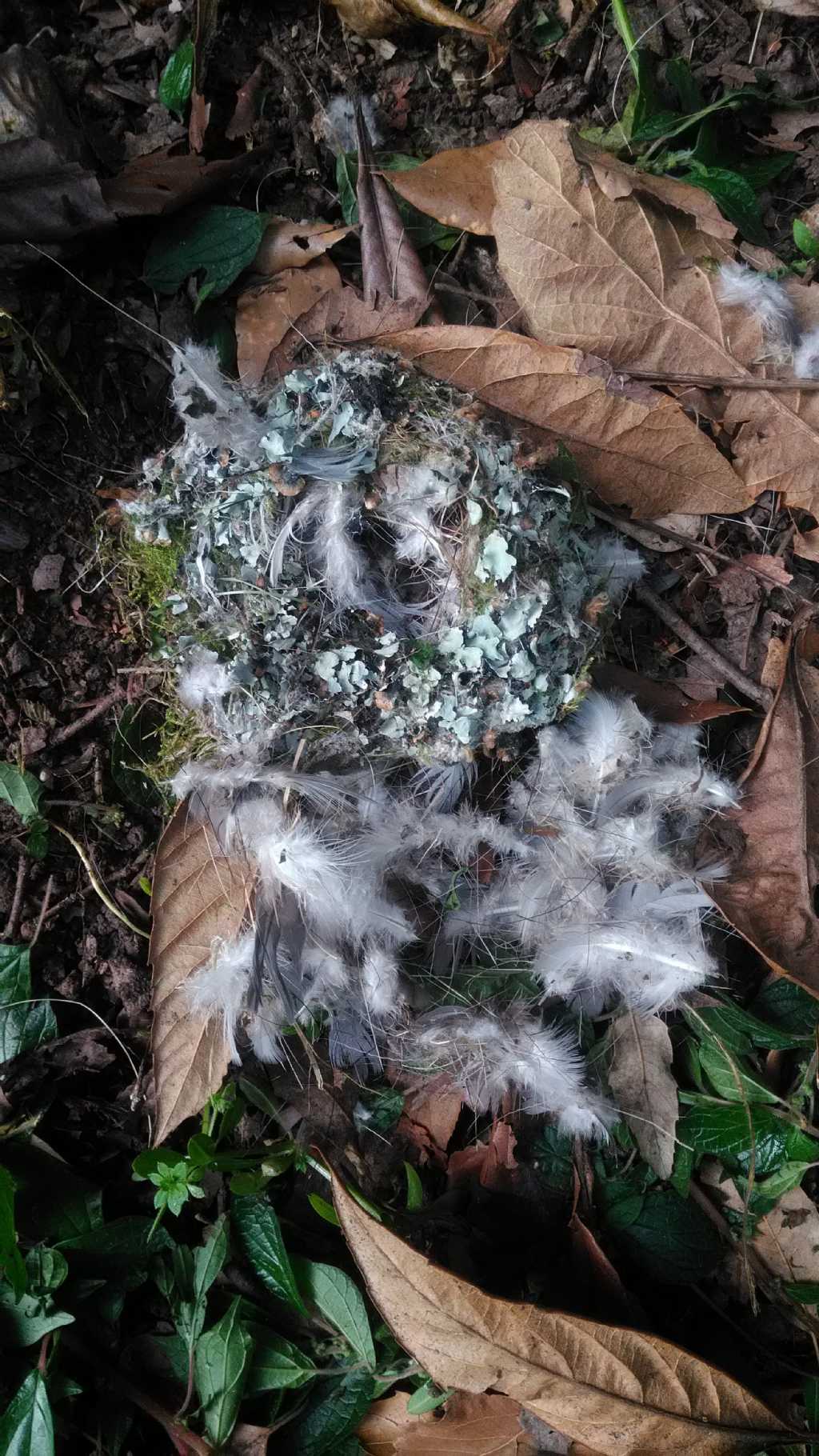 Nido (predato) di fringuello